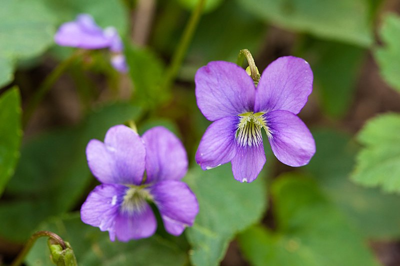 Blue violets growing outside