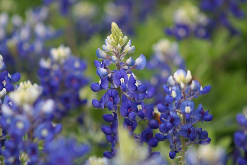 Blue bonnet flowers growing outside