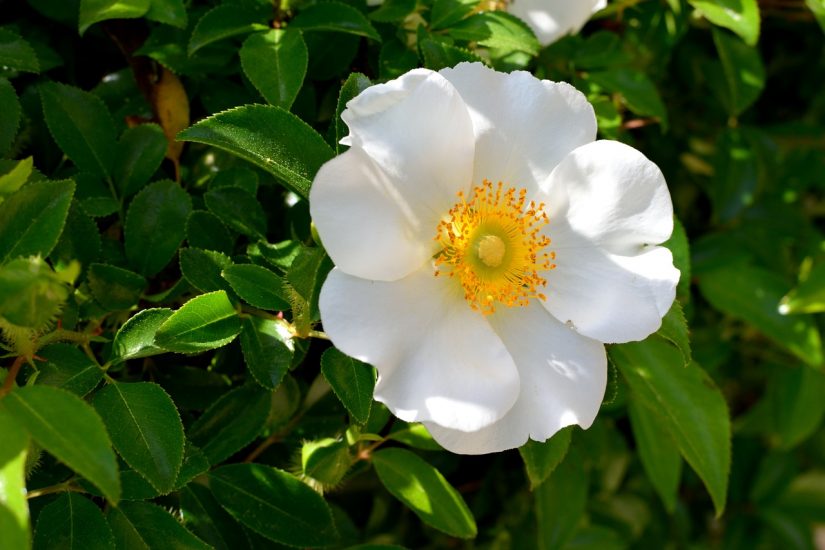 White cherokee rose blooming outside