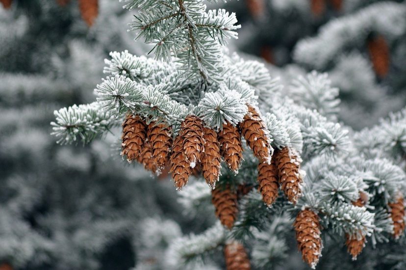 Frosted pine cones on a tree in winter
