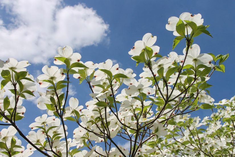 White american dogwood flowers blooming outside