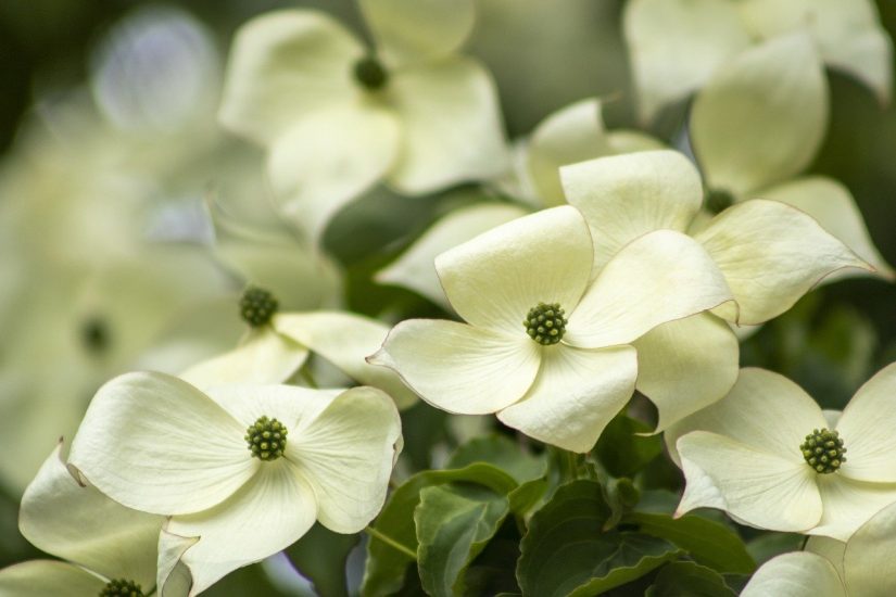 White flowering dogwood flowers growing outside