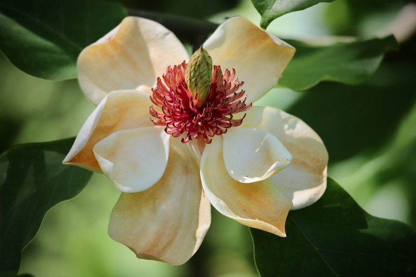 Evergreen magnolia flower blooming outside