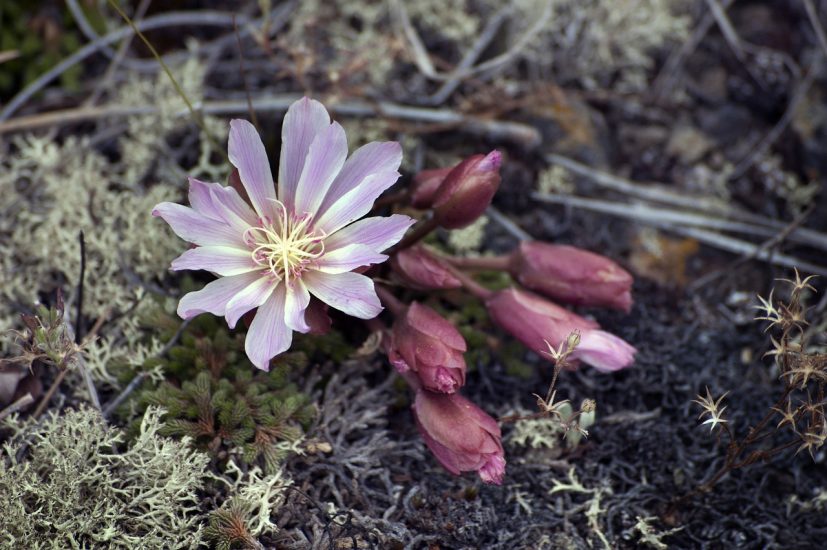 Bitterroot flower growing outside