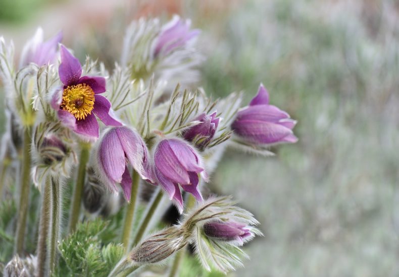 Pasque flowers growing outside