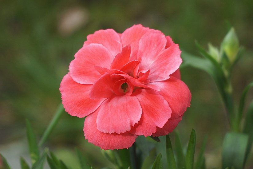 Bright red carnation growing outside