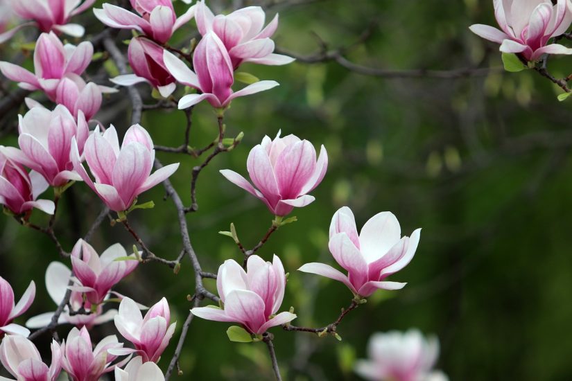 Magnolia flowers blooming outside