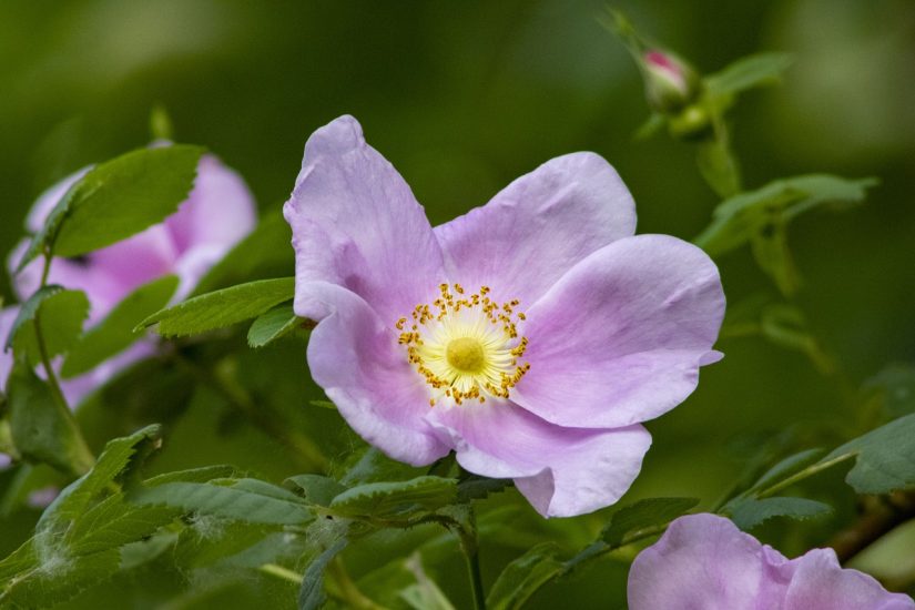 Light pink wild rose flower blooming outside