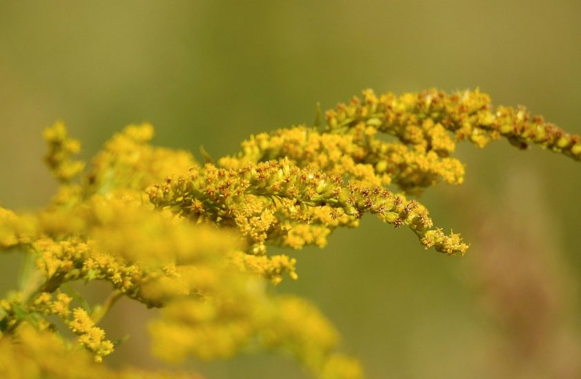 Giant goldenrod growing outside