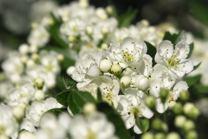 White hawthorn flowers growing outside