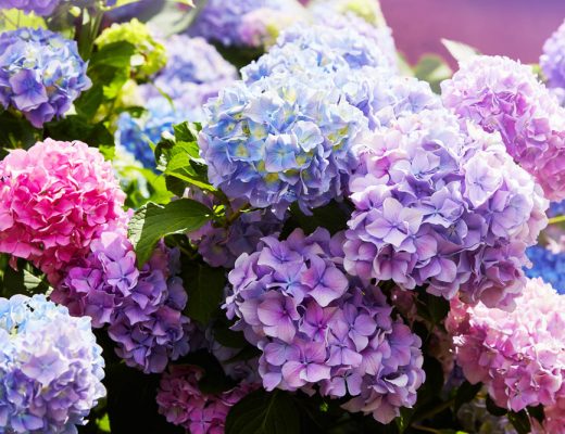 hydrangeas in blue, purple, pinl