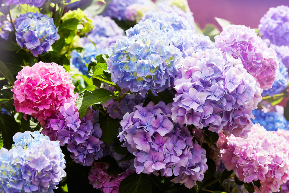 hydrangeas in blue, purple, pinl