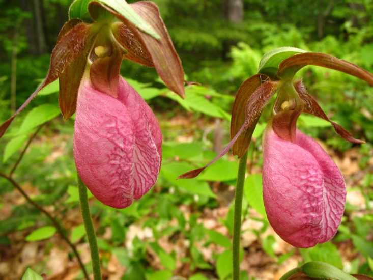 Two pink lady's slippers growing outside