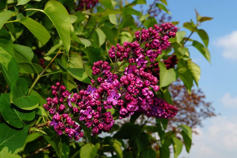 Violet syringa flowers blooming outside