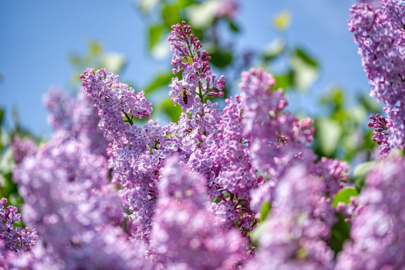 Violet lilac tree blooming outside