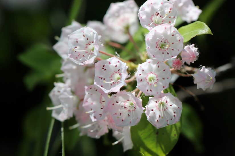 Mountain laurel flowers blooming outside
