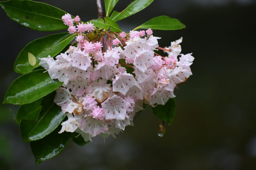 Mountain laurels growing outside