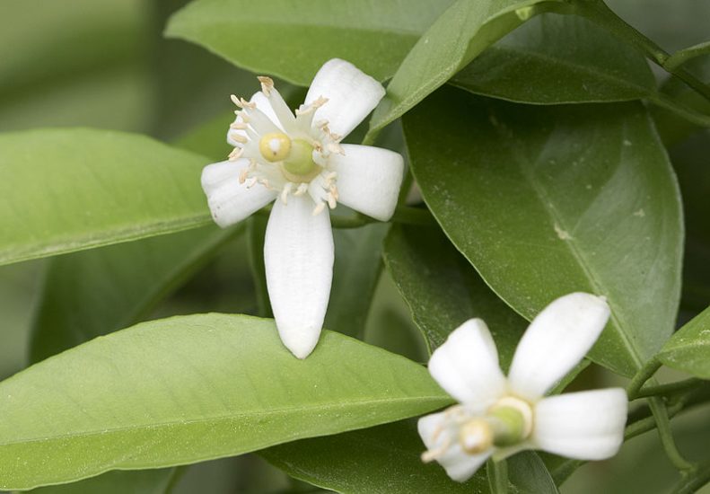 White orange blossom flowers blooming