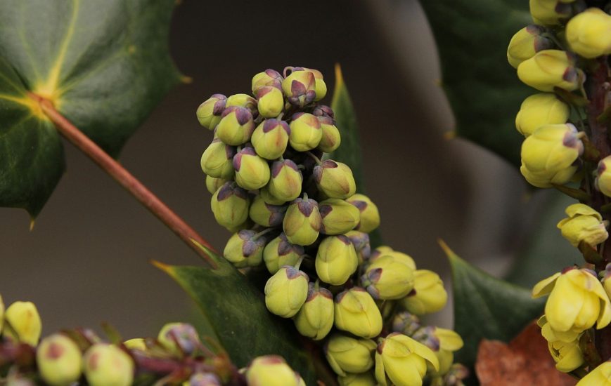 Oregon Grape flowers