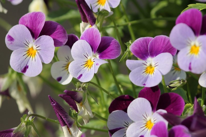 Violet flowers growing outside