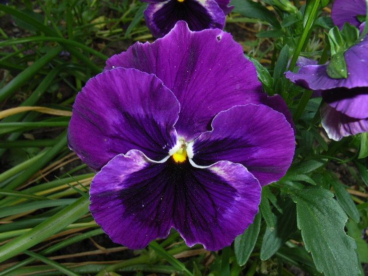 Purple violet flower blooming outside