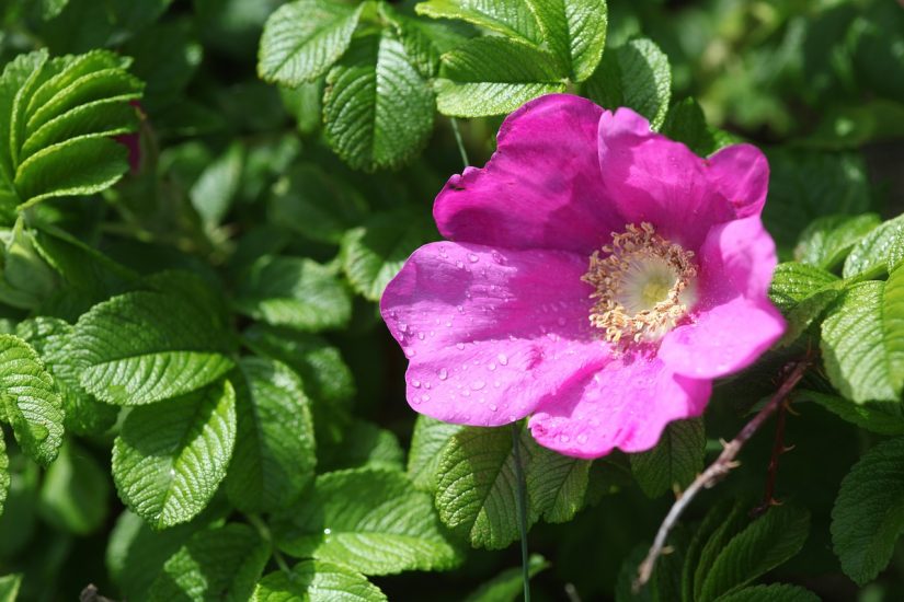 Pink prairie rose growing outside