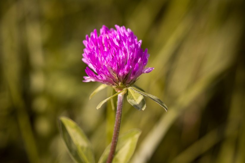 Red clover flower blooming outside