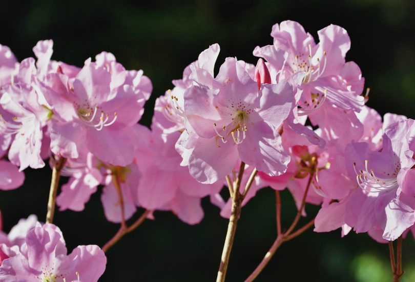 Pink rhododendron flowers blooming outside
