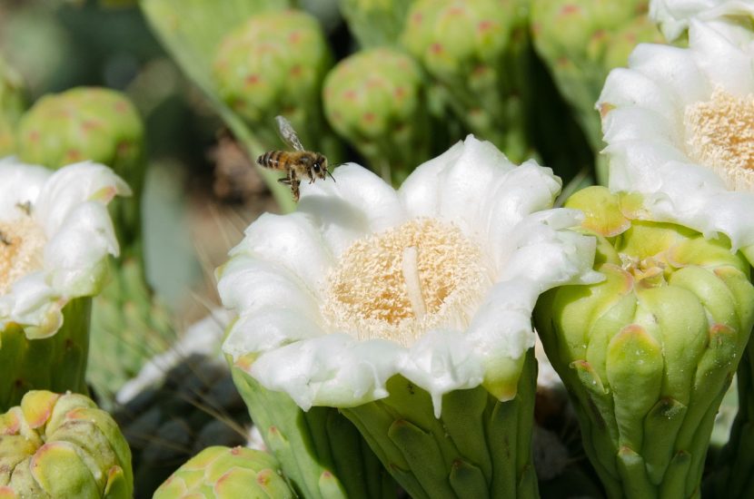 Saguaro cactus blossom growing outside