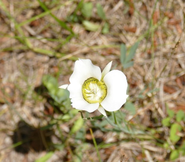 Sego lily flower growing outside