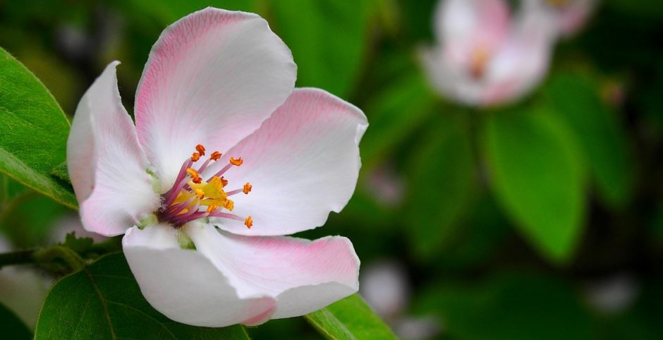 Close-up of apple blossom flowering outside