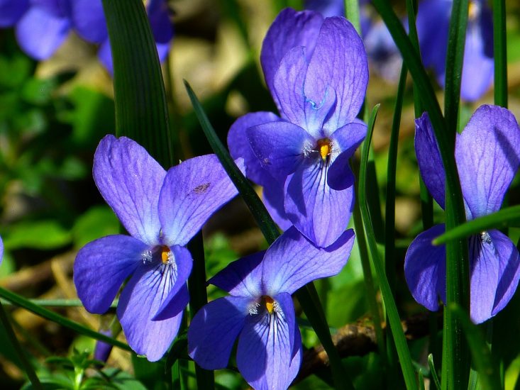 Bright violet flowers blooming outside
