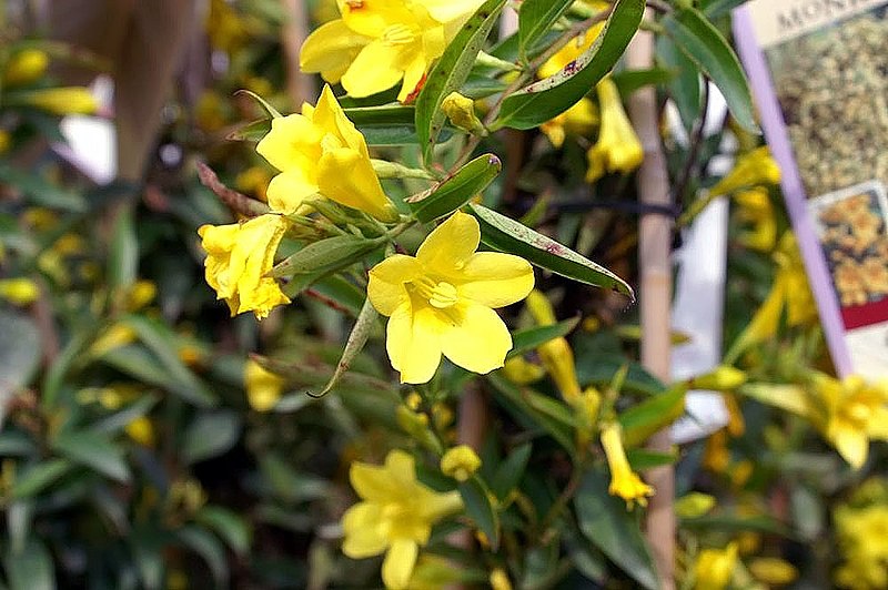 Yellow jessamine flowers growing outside