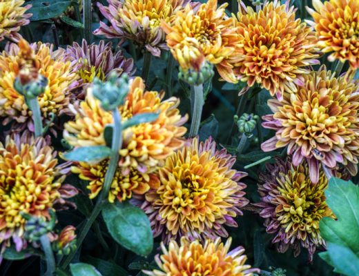 multicolored yellow and burgundy chrysanthemums
