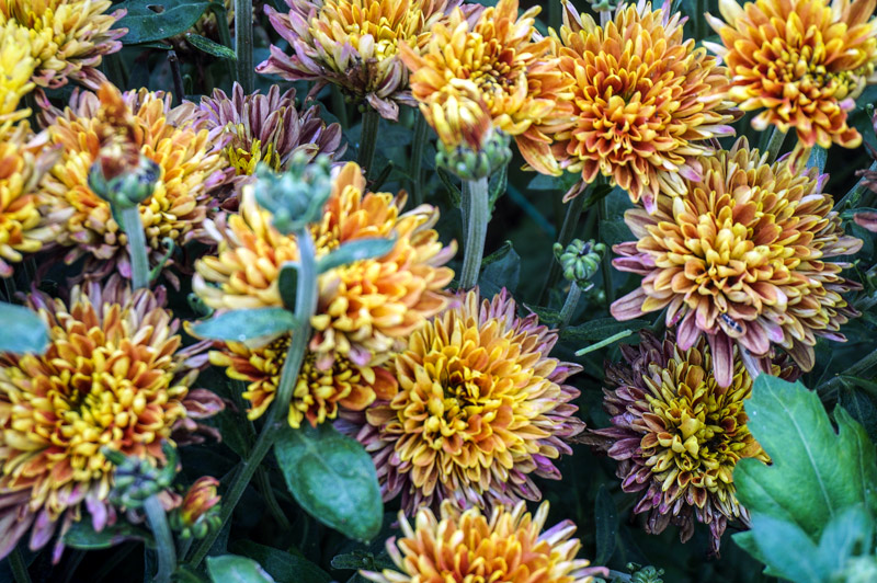 multicolored yellow and burgundy chrysanthemums