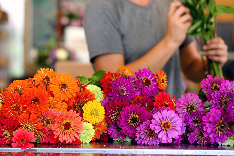 Purple , red, orange, yellow flowers on table at a flower farm