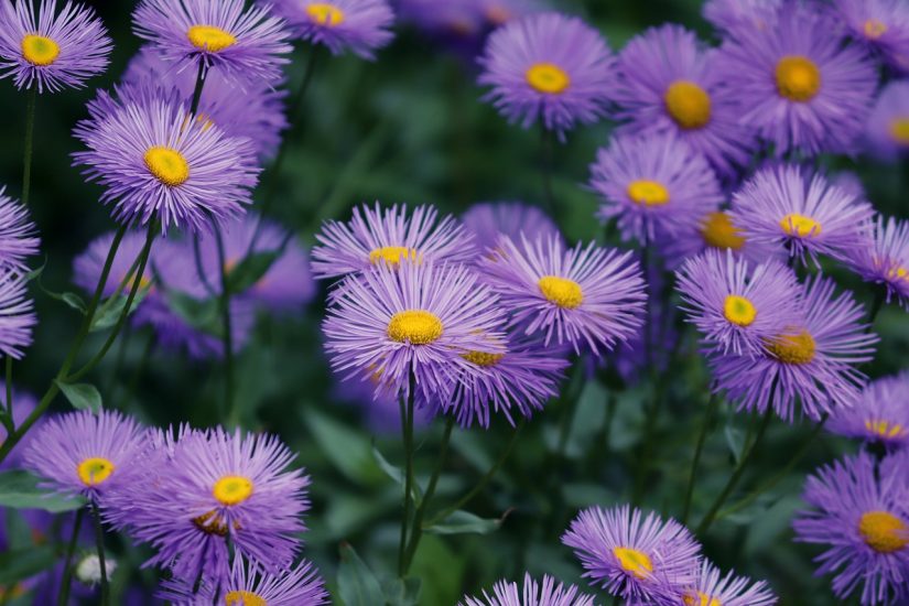 Purple aster flowers growing outside