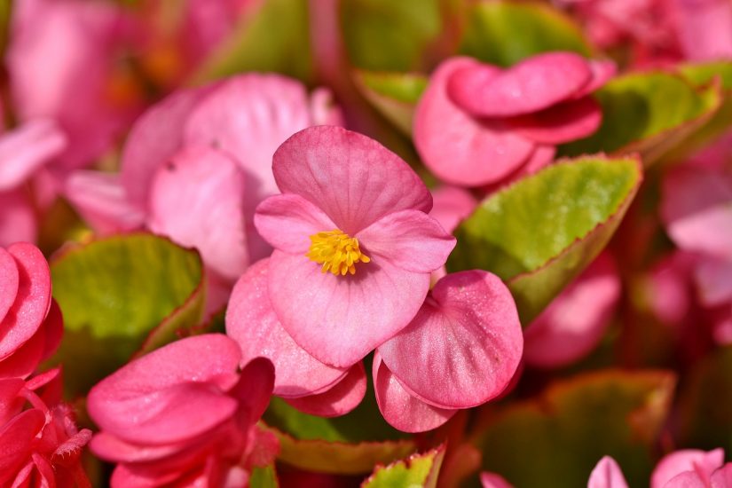 Begonia flowers in pink growing outside