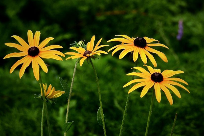 Black-eyed susan flowers growing outside