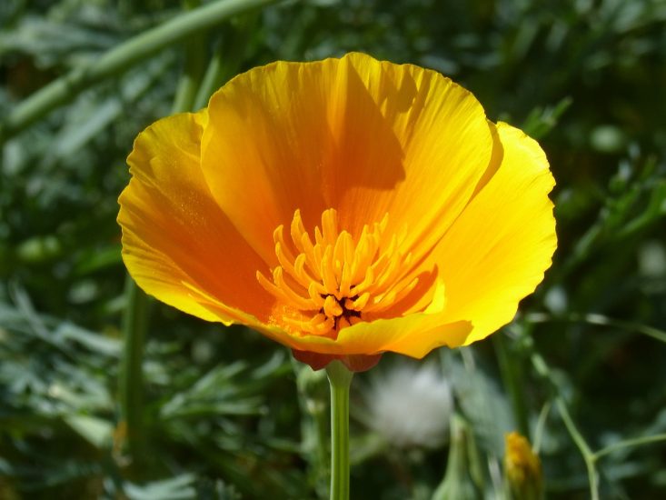 Yellow California poppy growing outside