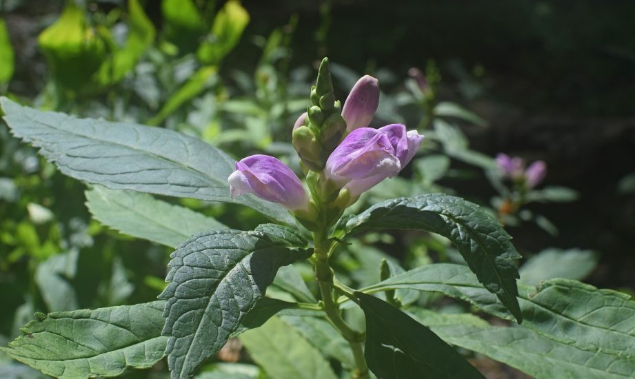 Turtlehead plant flowering outside
