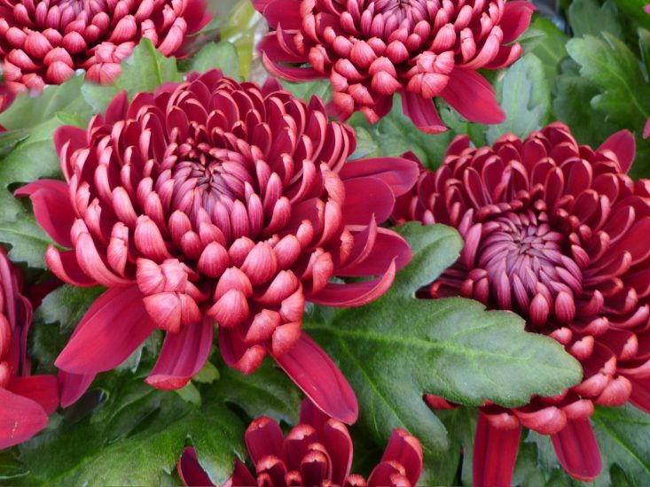 Dark pink chrysanthemum flowers blooming outside