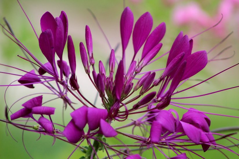 Violet cleome flowers blooming outside