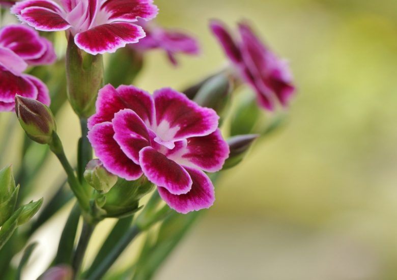 Purple dianthus flowers growing outside