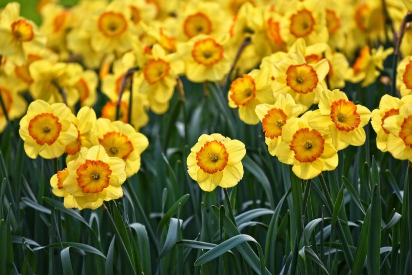Bright yellow daffodils outside