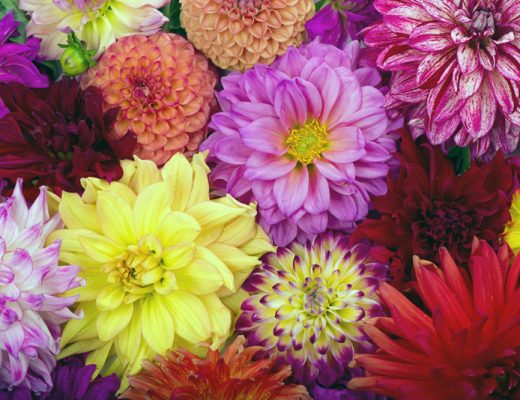 Purple, yellow, red, orange and bi-color dahlias