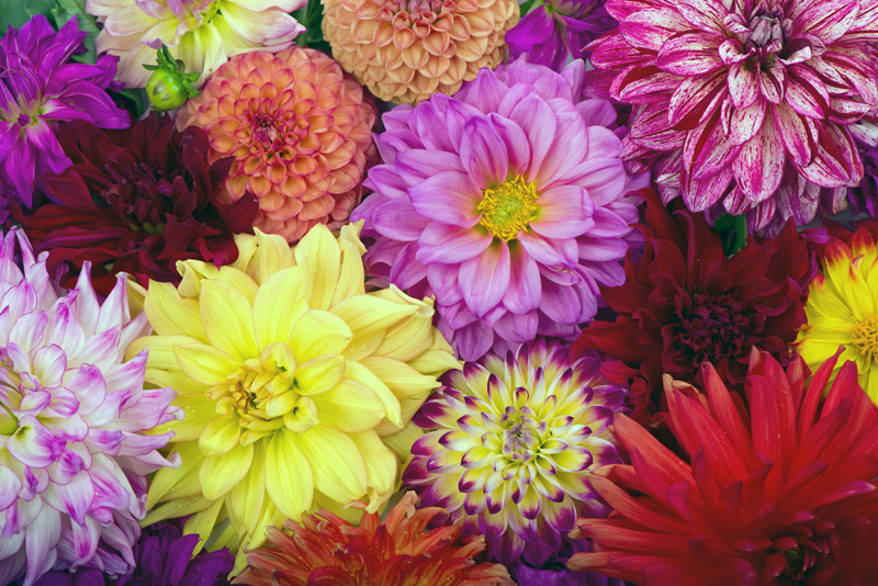 Purple, yellow, red, orange and bi-color dahlias