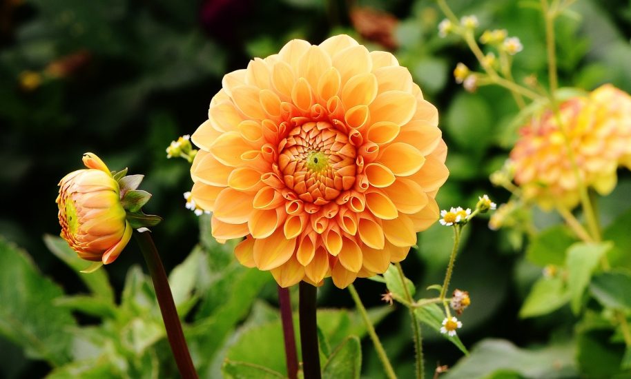 Orange-yellow dahlia flowers blooming outside