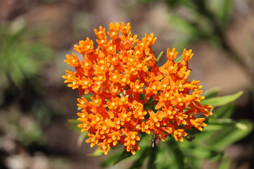 Orange butterfly weed flower blooming outside