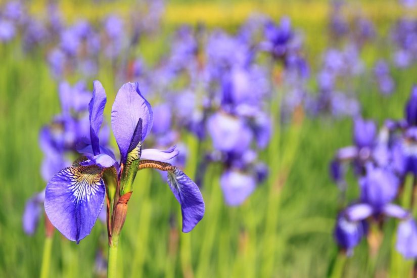 Violet iris flowers growing outside